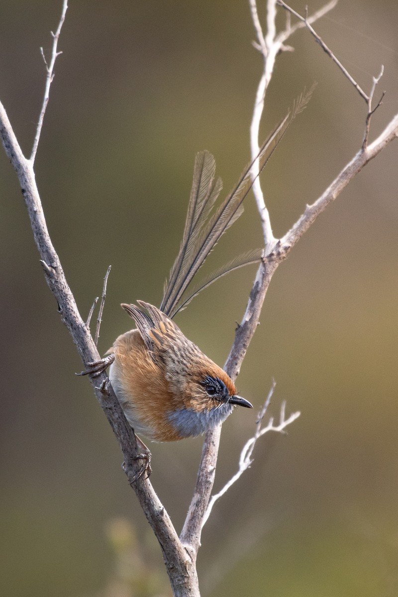 Southern Emuwren - ML645368558