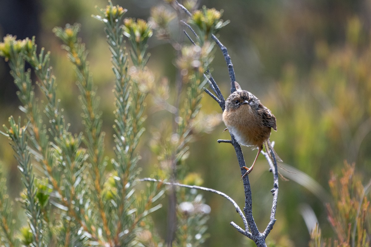 Southern Emuwren - ML645368567