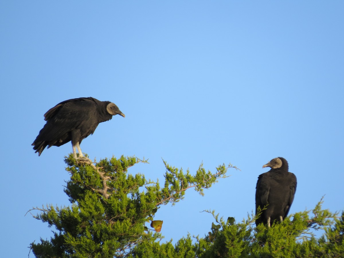 Катарта чорна - ML645368575