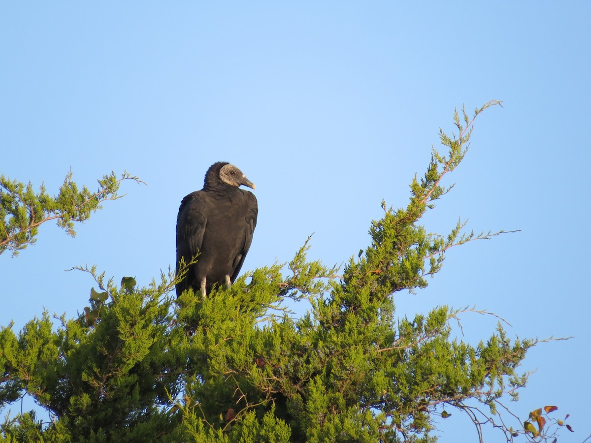 Катарта чорна - ML645368576