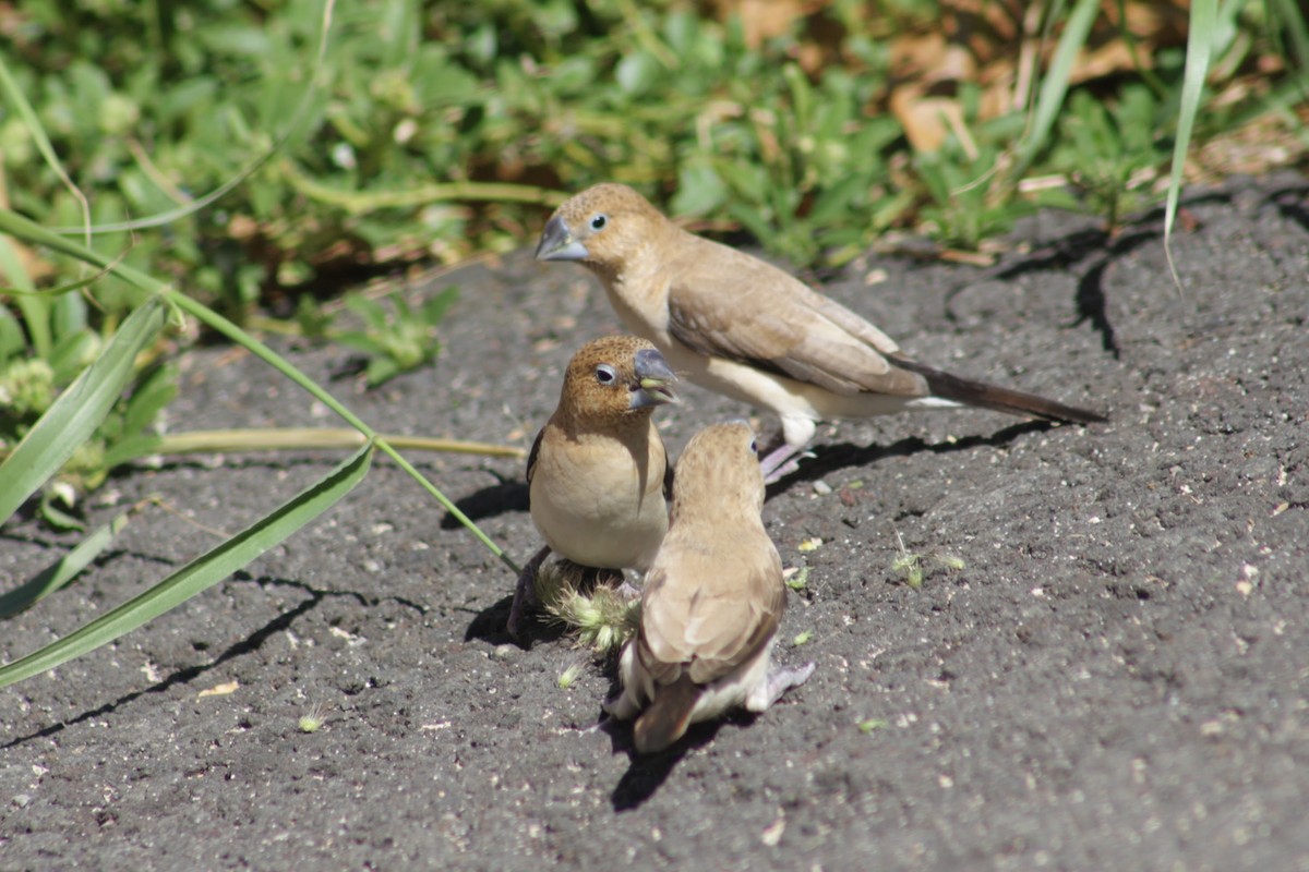 African Silverbill - ML645368586