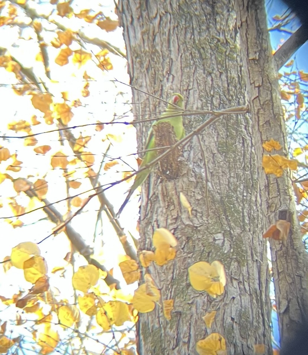 halsbåndparakitt - ML645368589