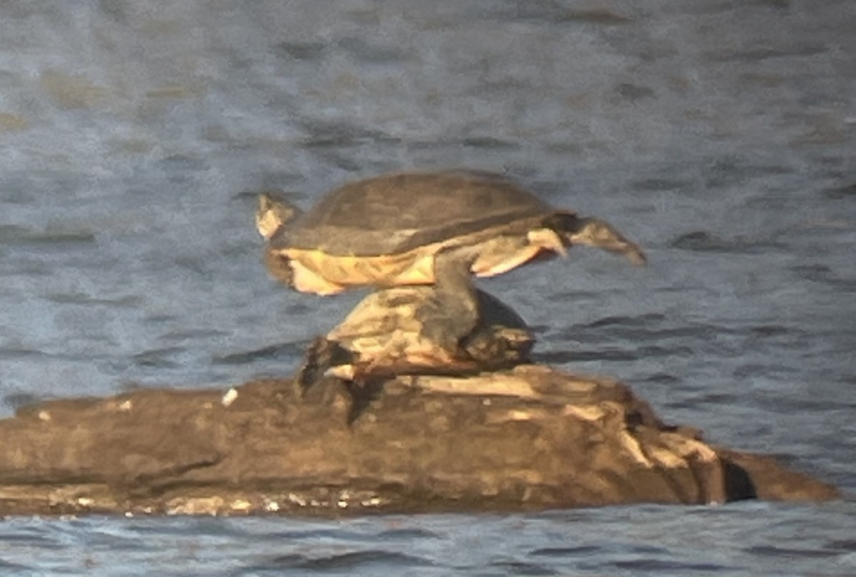 爬虫綱 - ML645368590