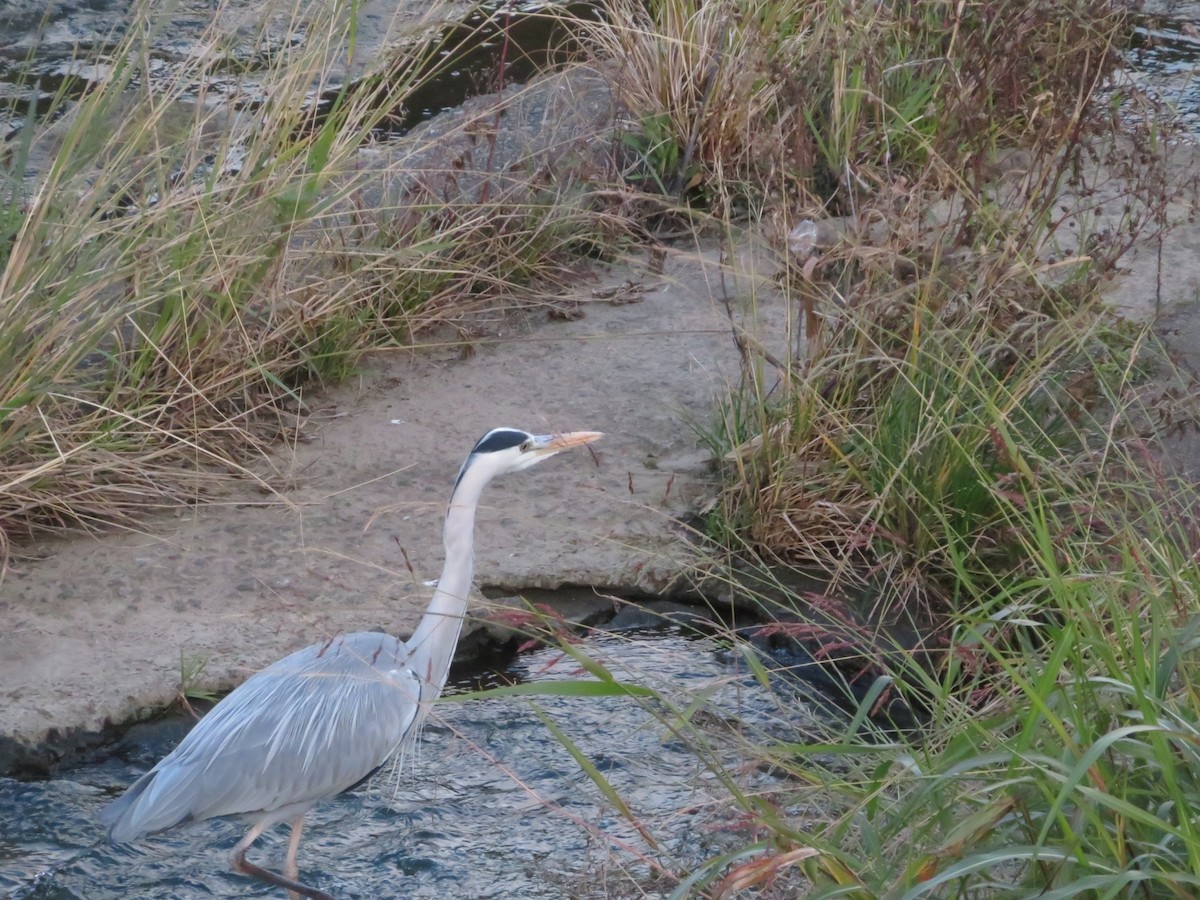 gråhegre - ML645368593