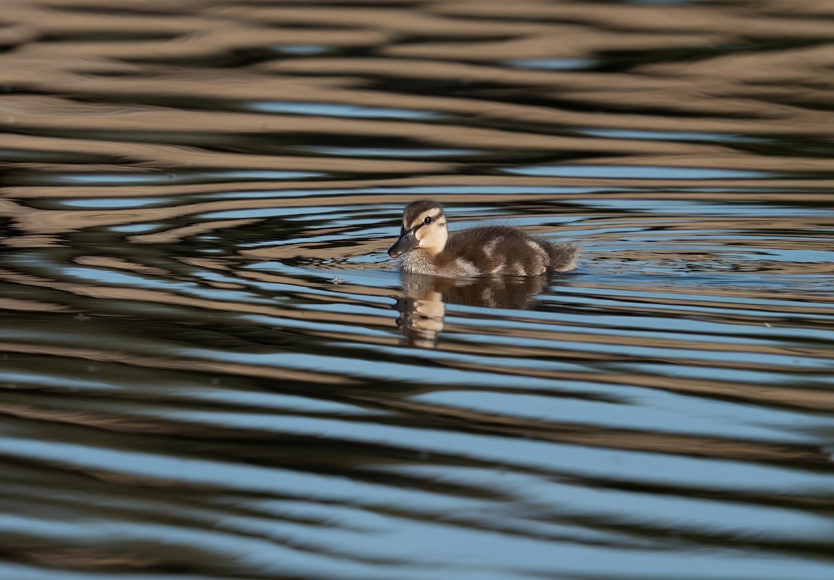 Mallard - ML645368599