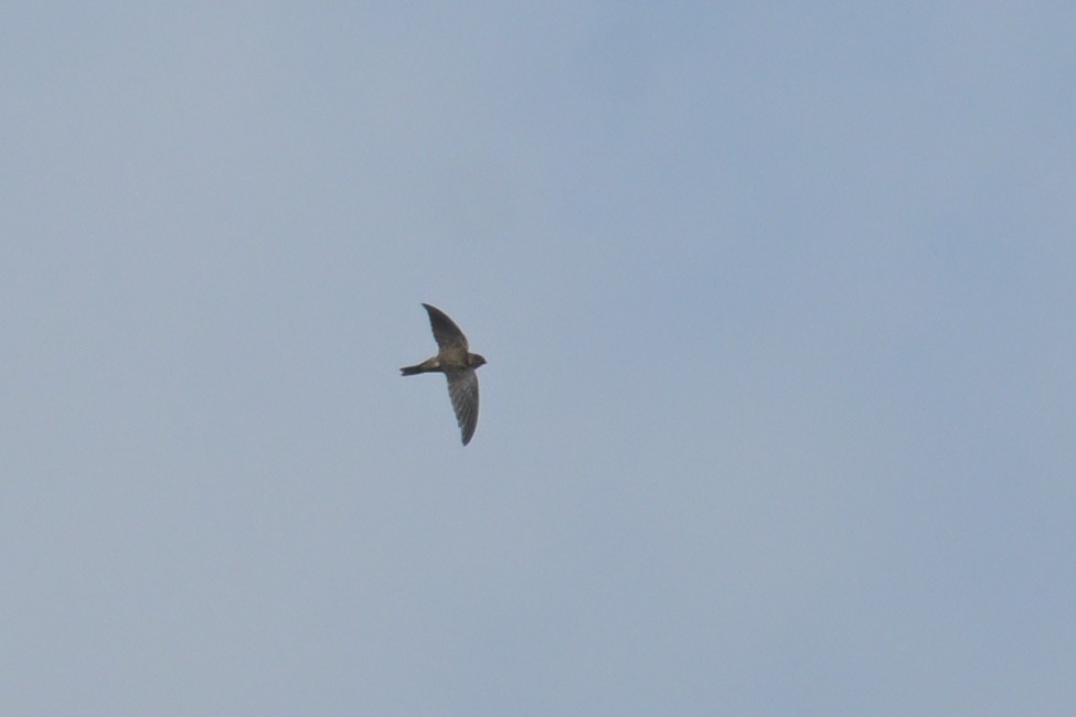 salangana světlebřichá - ML645368605