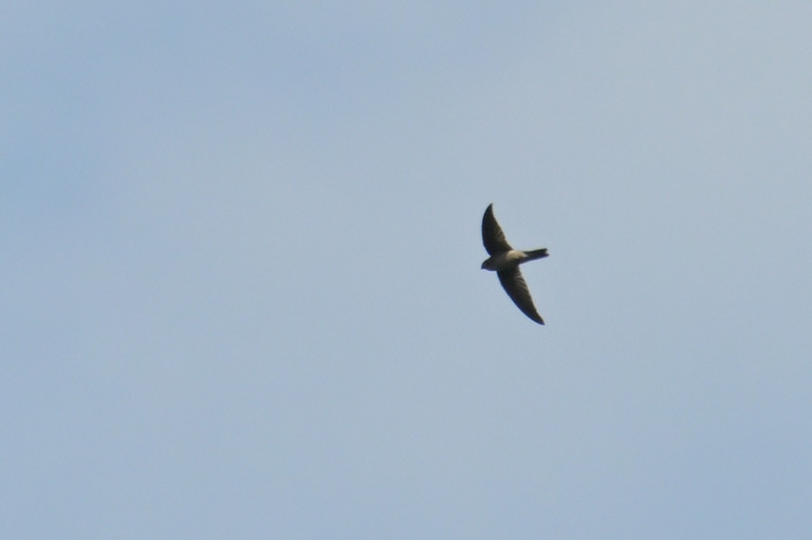 salangana světlebřichá - ML645368606