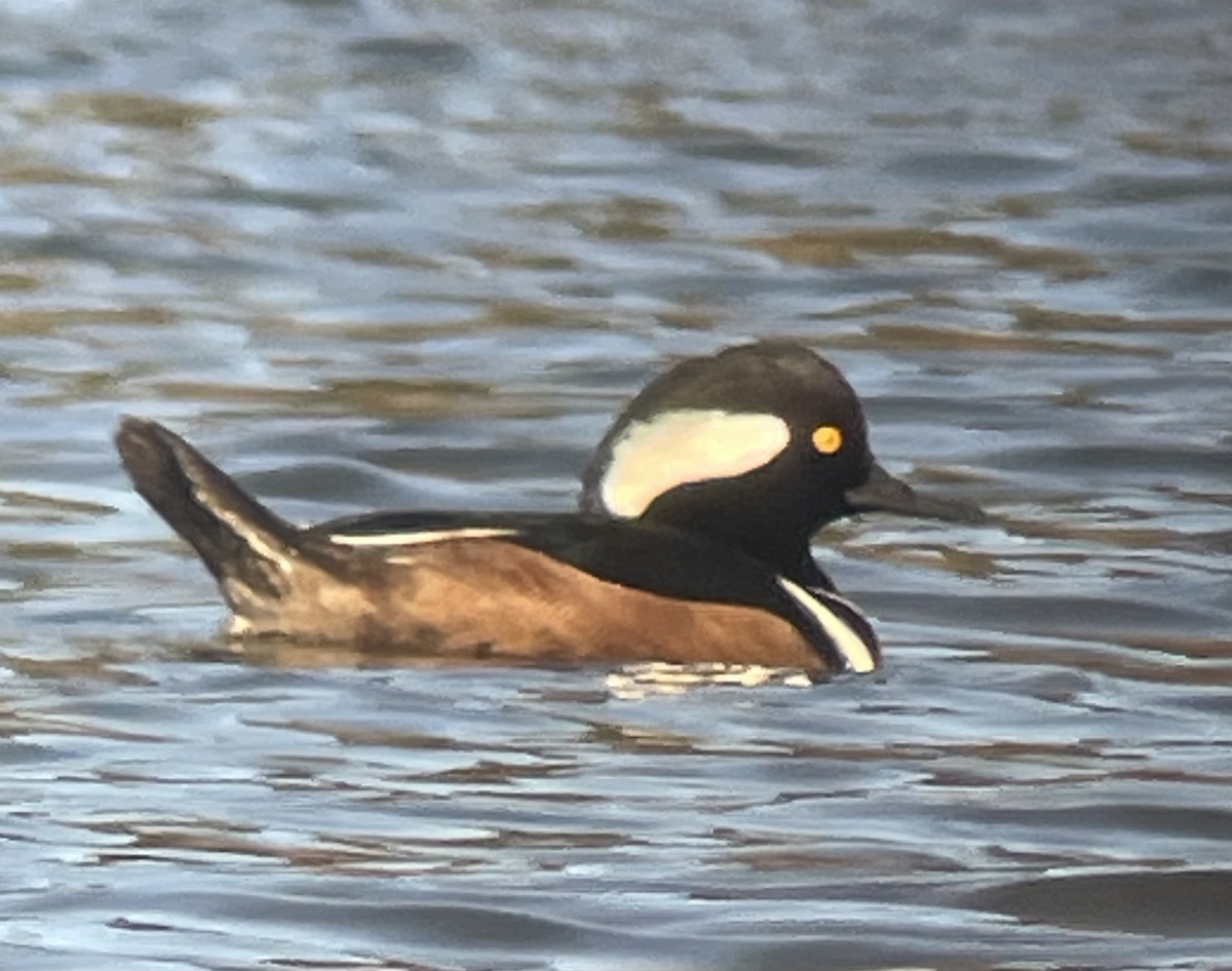 オウギアイサ - ML645368612