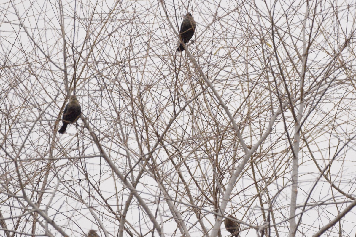 Rusty Blackbird - ML645368617