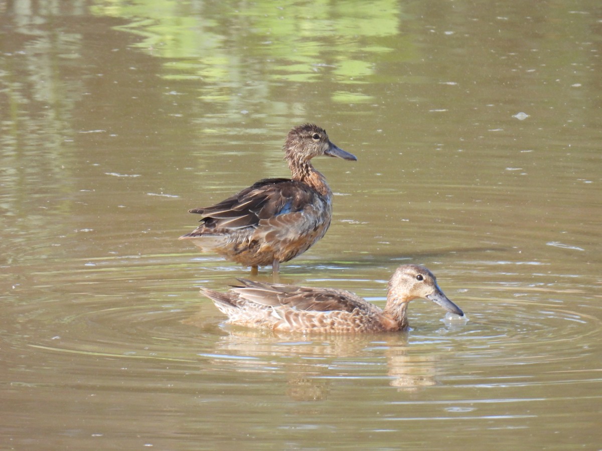 Чирянка блакитнокрила - ML645368619