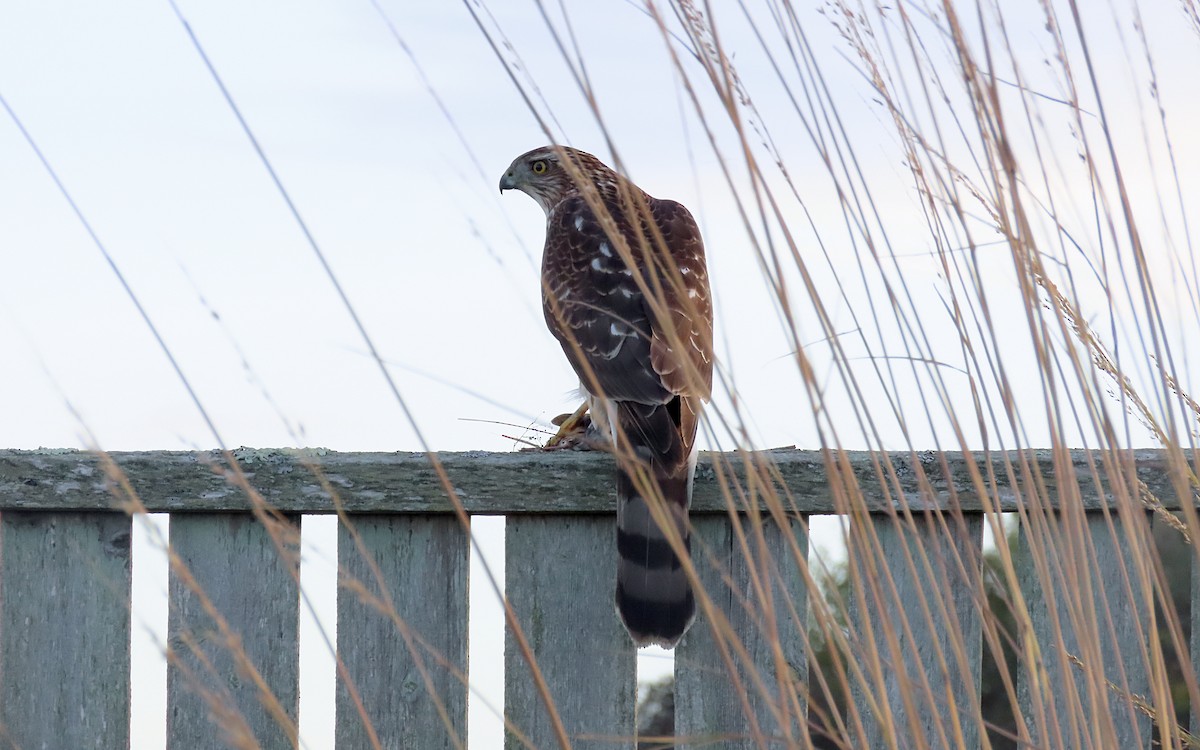 Cooper's Hawk - ML645368625