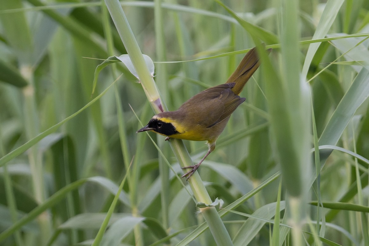 Belding's Yellowthroat - ML645368626