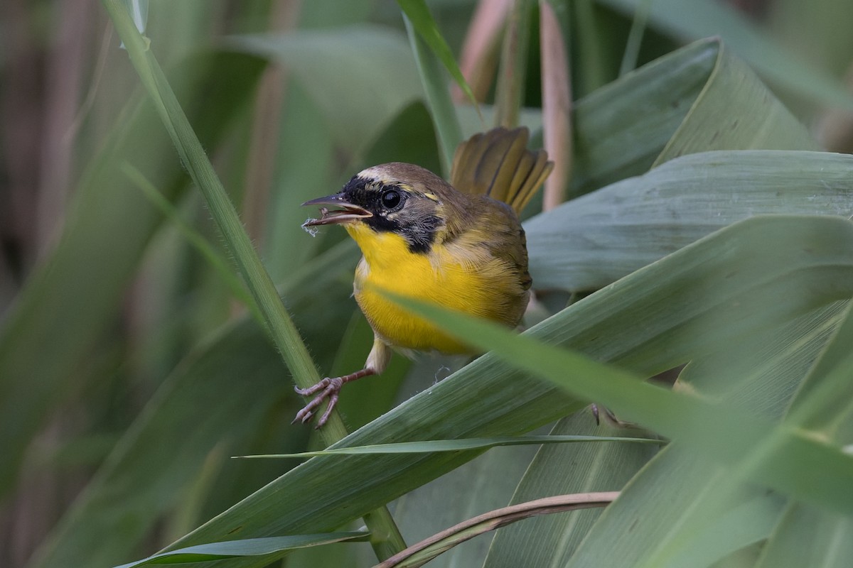 Belding's Yellowthroat - ML645368627