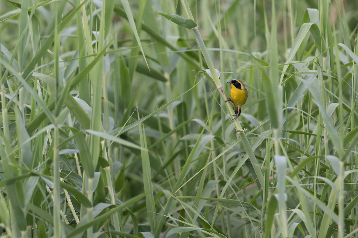 Belding's Yellowthroat - ML645368628
