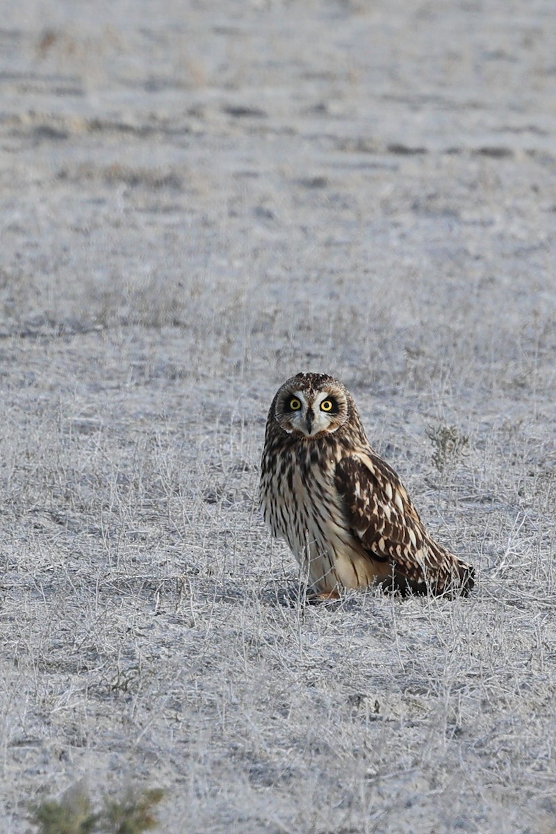 コミミズク（flammeus） - ML645368629