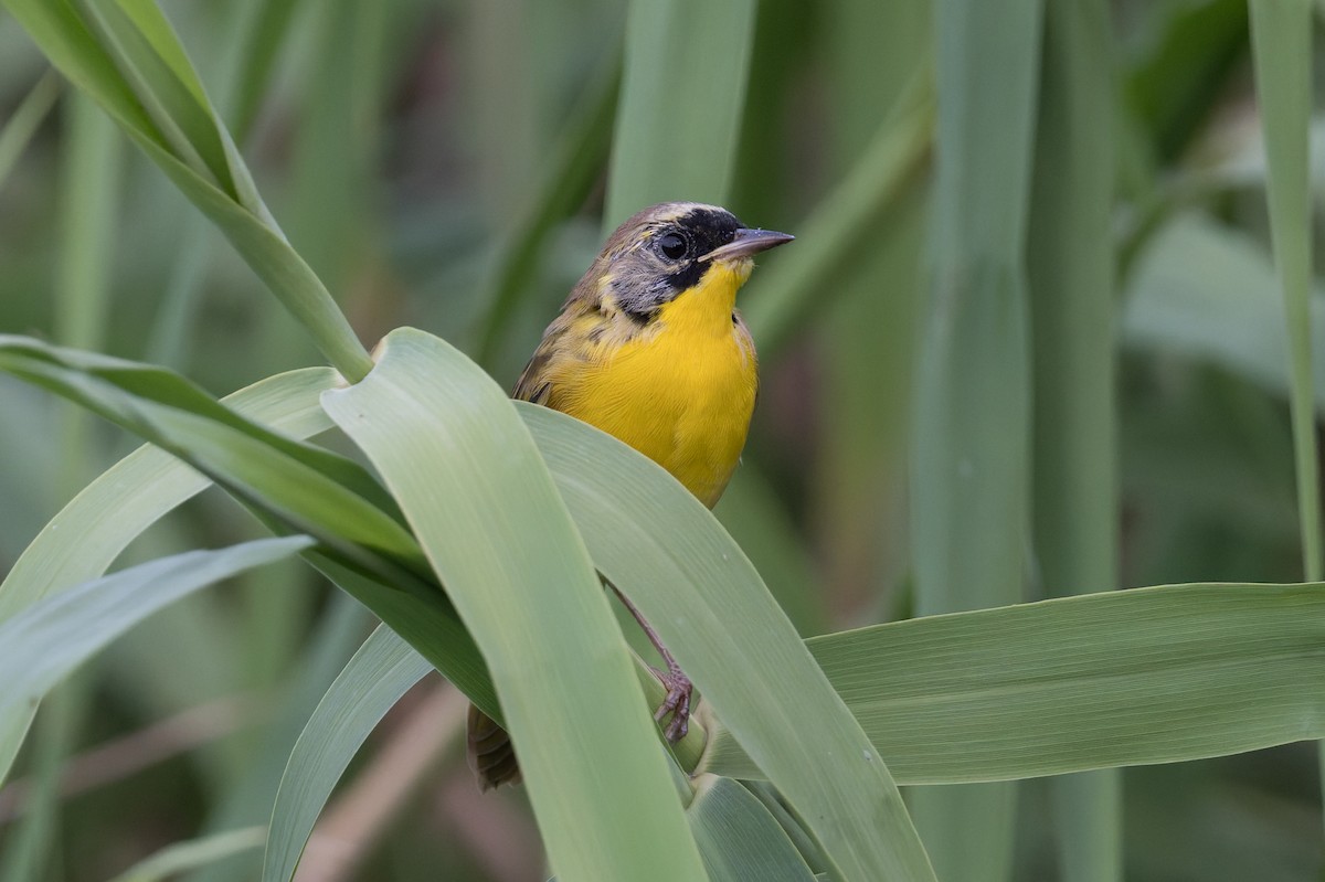 Belding's Yellowthroat - ML645368630