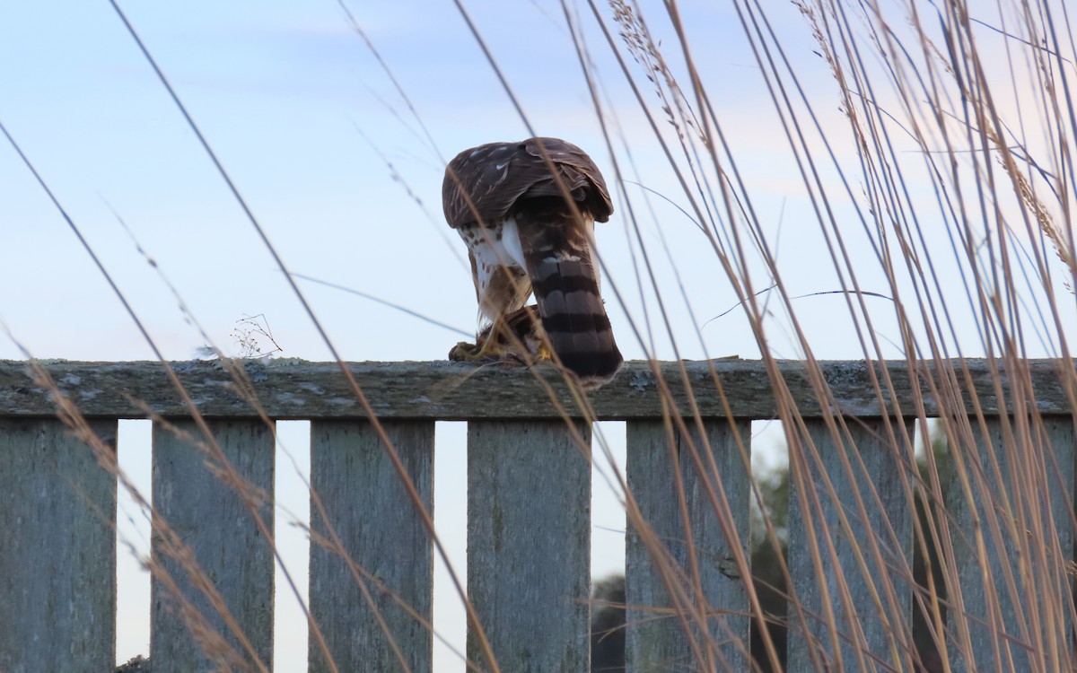 Cooper's Hawk - ML645368633