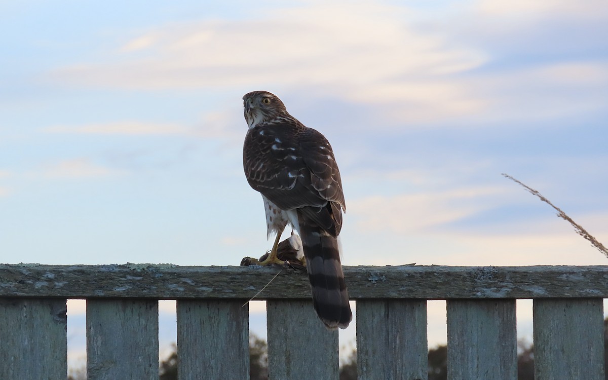 Cooper's Hawk - ML645368637