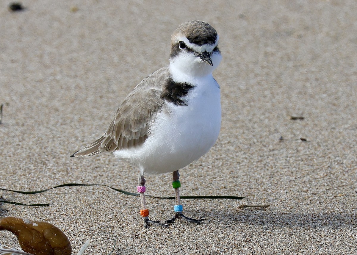 Snowy Plover - ML645368638