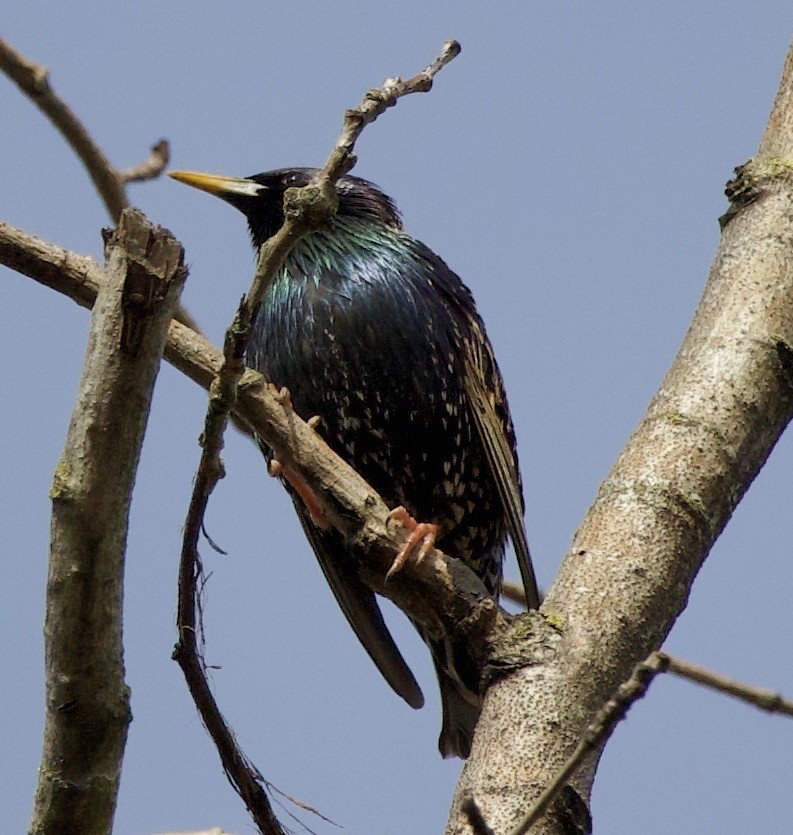 Шпак звичайний - ML645368639