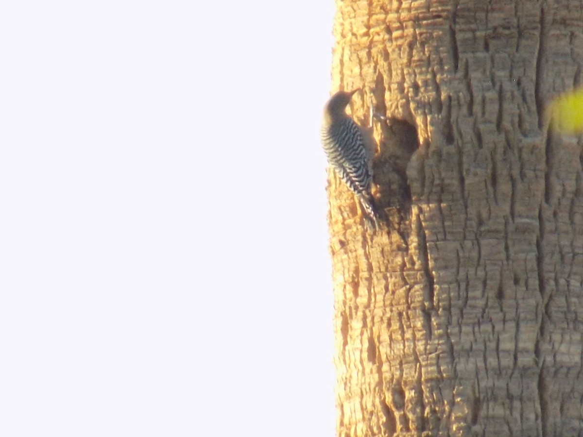 datel gilský - ML645368642