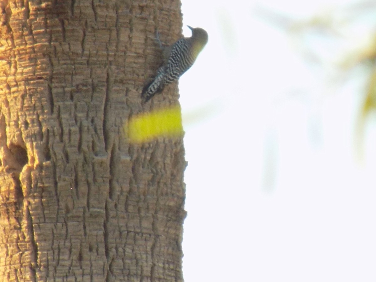 datel gilský - ML645368643