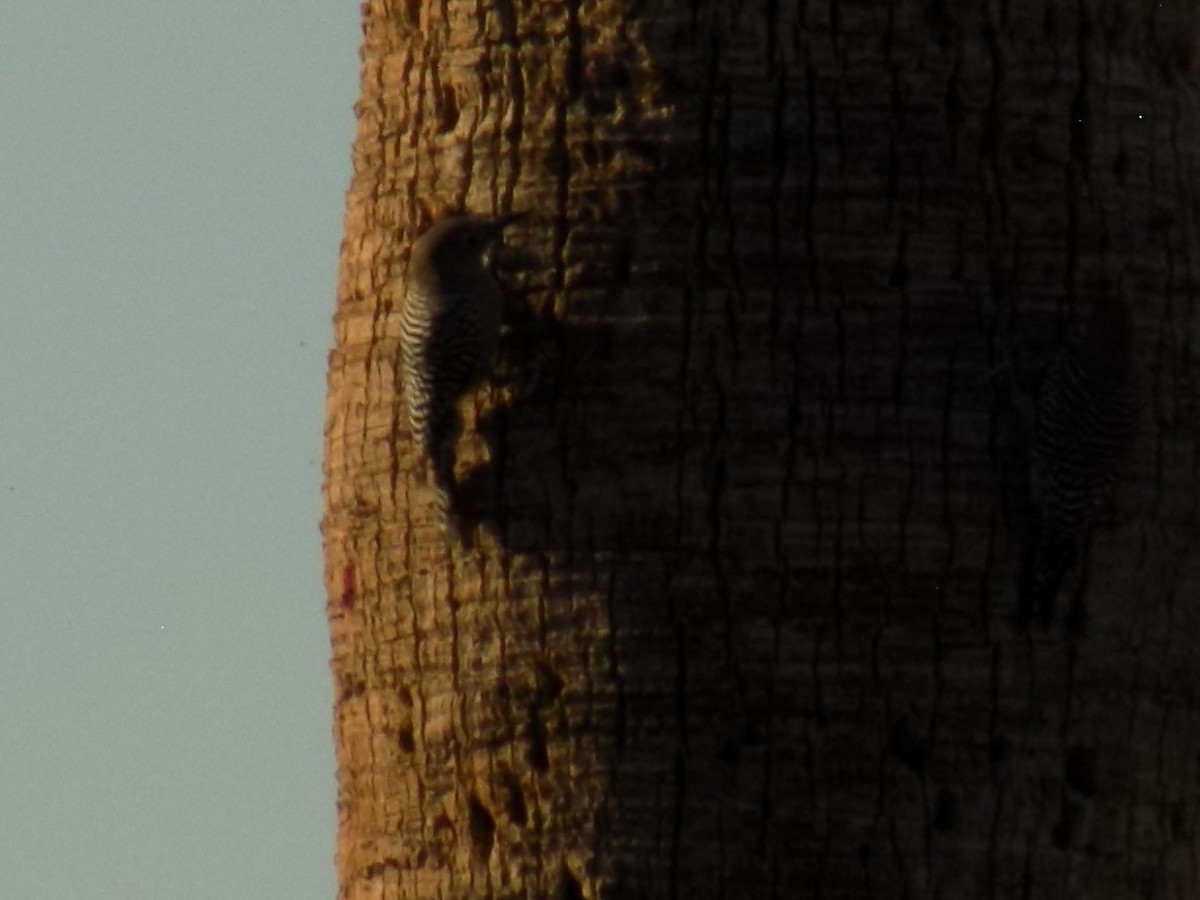 datel gilský - ML645368644