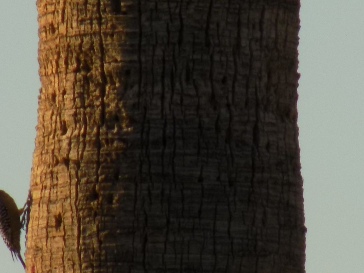 datel gilský - ML645368649