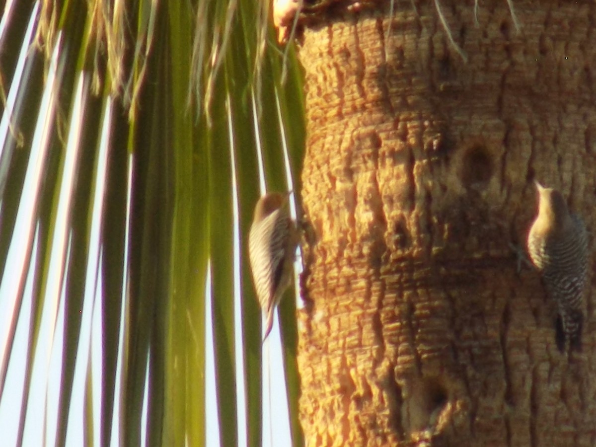 datel gilský - ML645368651