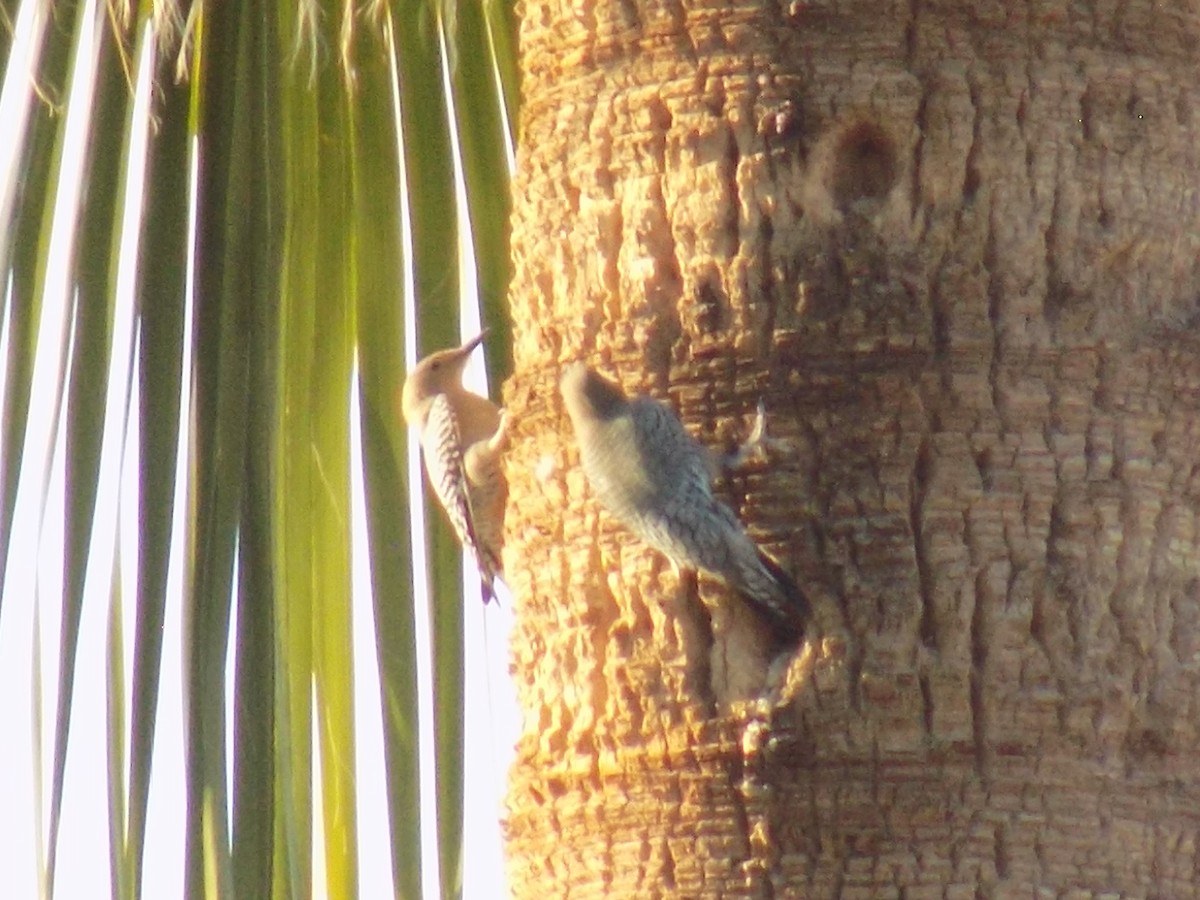 datel gilský - ML645368652