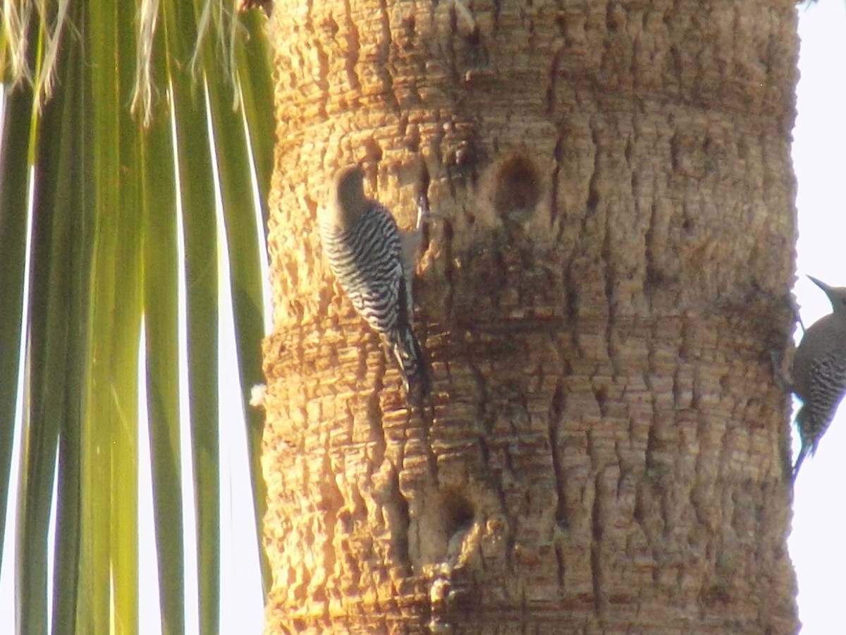 datel gilský - ML645368653