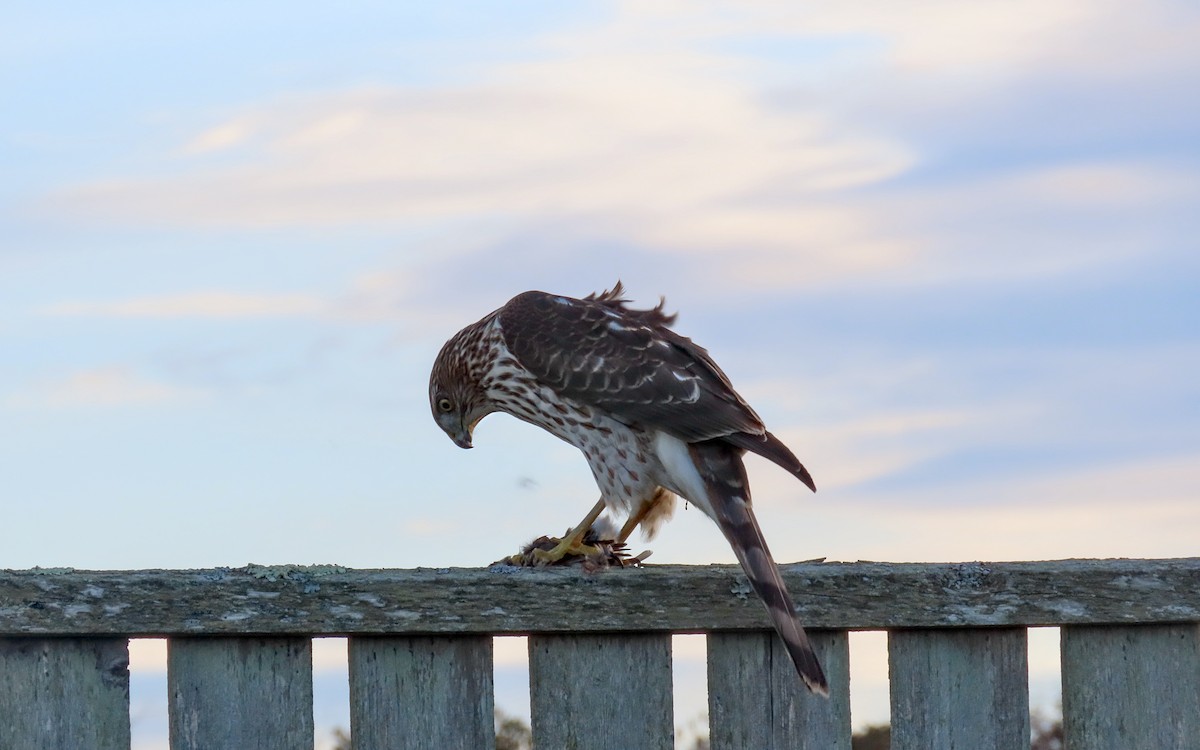 Cooper's Hawk - ML645368655