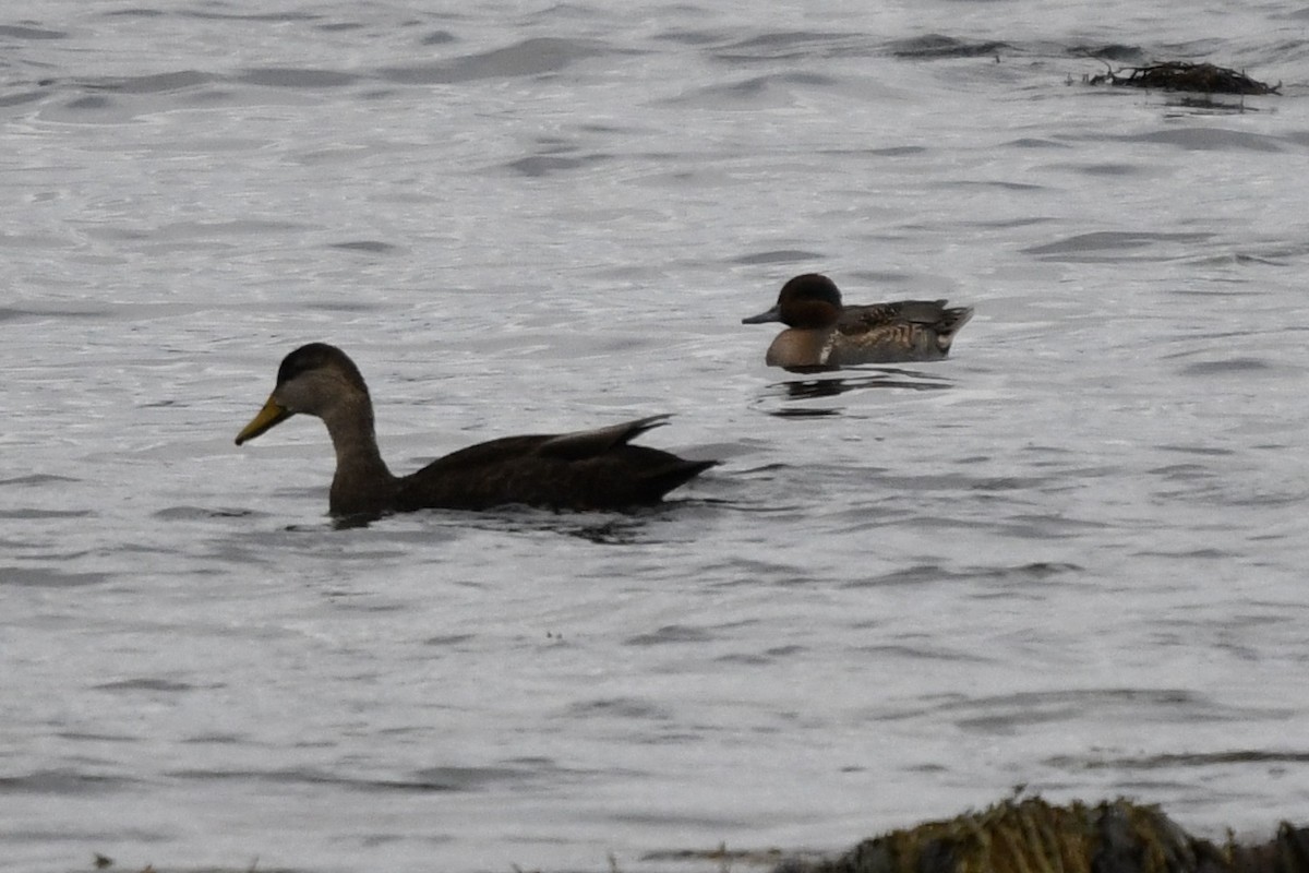 Green-winged Teal - ML645368658