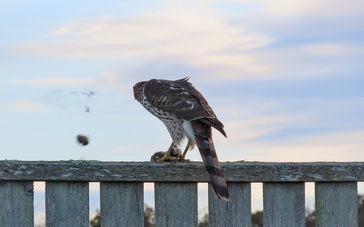 Cooper's Hawk - ML645368659