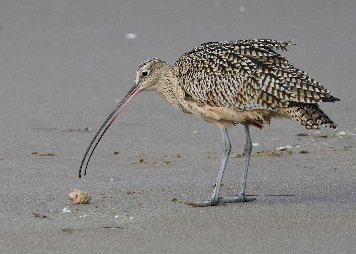 Long-billed Curlew - ML645368667