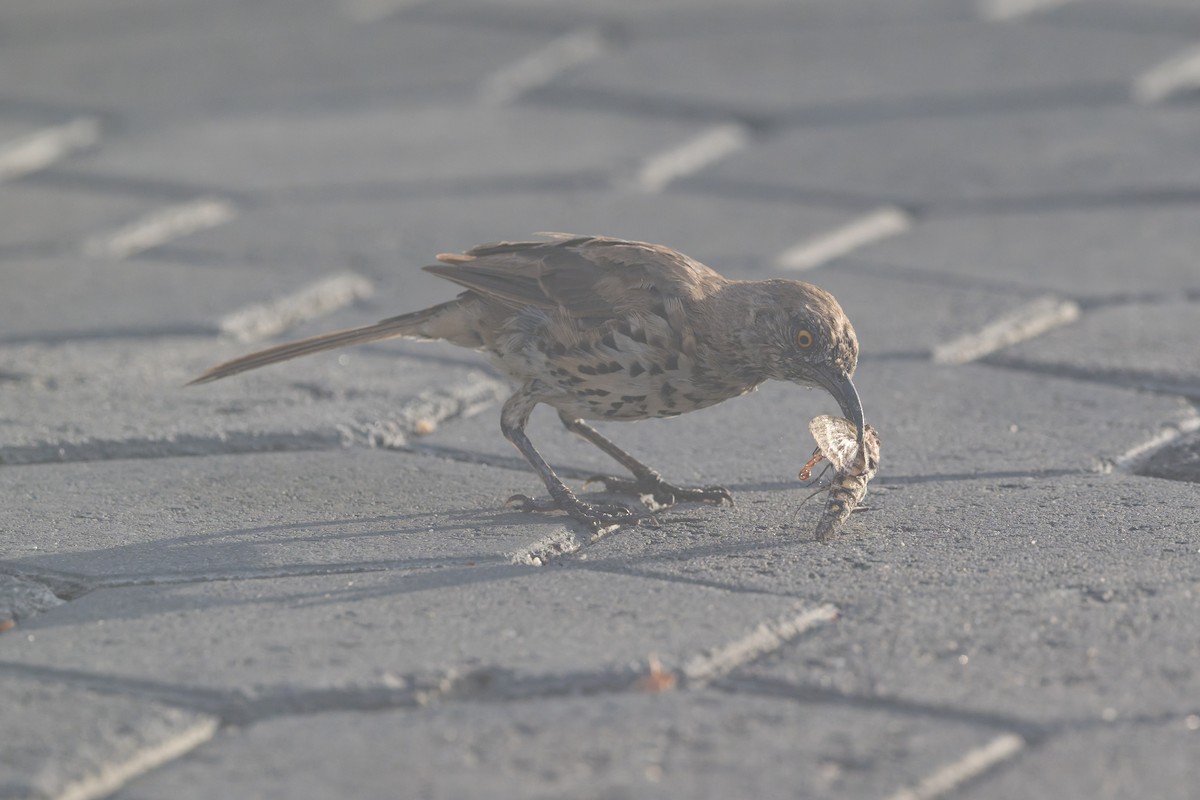 Moqueur gris - ML645368670