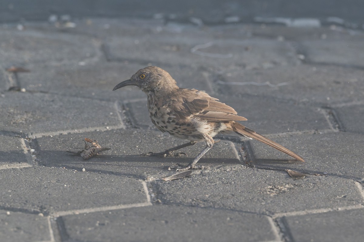 Moqueur gris - ML645368671