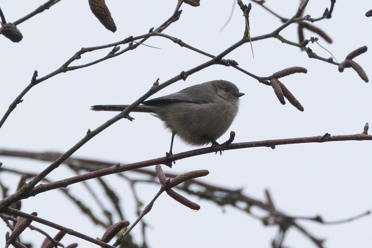 Bushtit - ML645368685