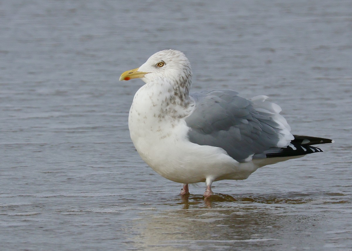 American Herring Gull - ML645368688