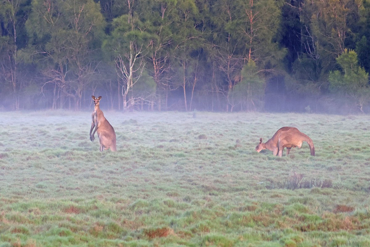 Eastern Grey Kangaroo - ML645368691