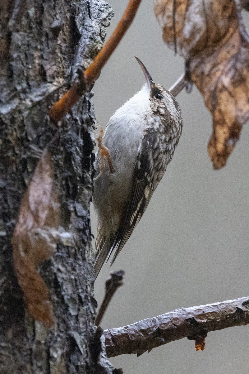 Brown Creeper - ML645368695