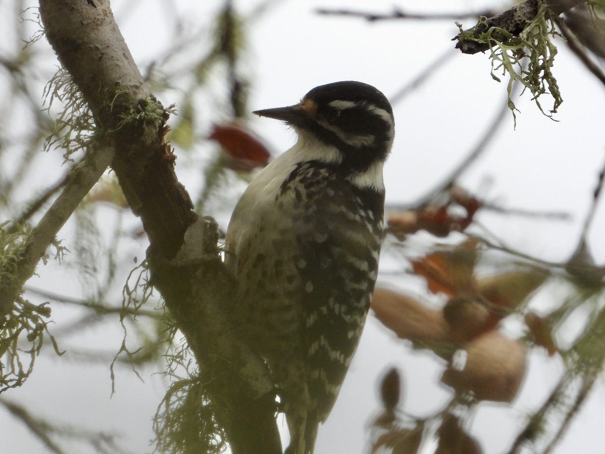 Nuttall's Woodpecker - ML645368697