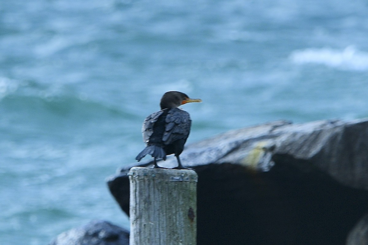 Double-crested Cormorant - ML645368699
