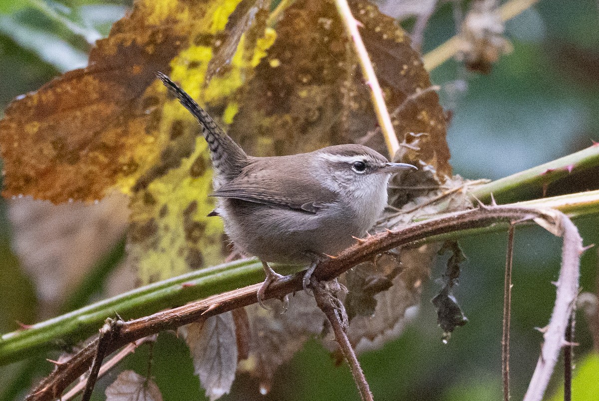 Bewick's Wren - ML645368702