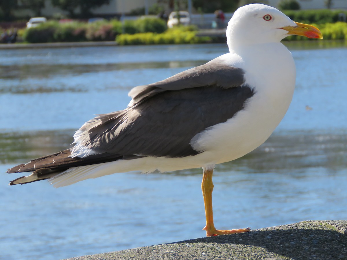Lesser Black-backed Gull - ML645368707