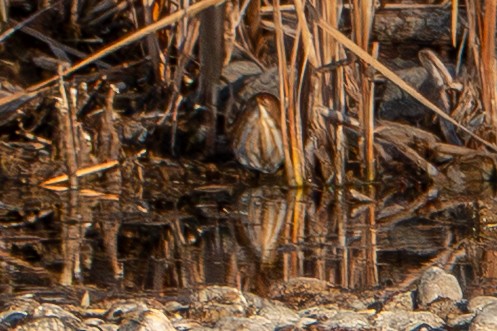 コヨシゴイ - ML645368712