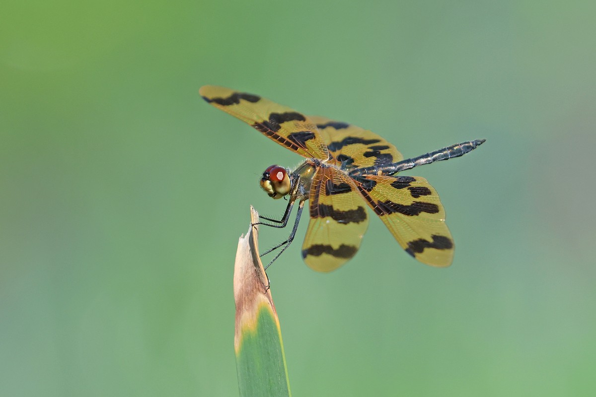 Graphic Flutterer - ML645368718