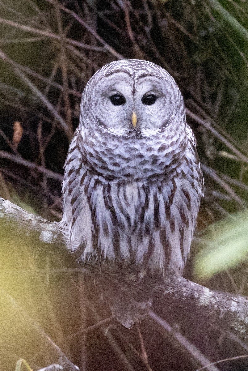 Barred Owl - ML645368727