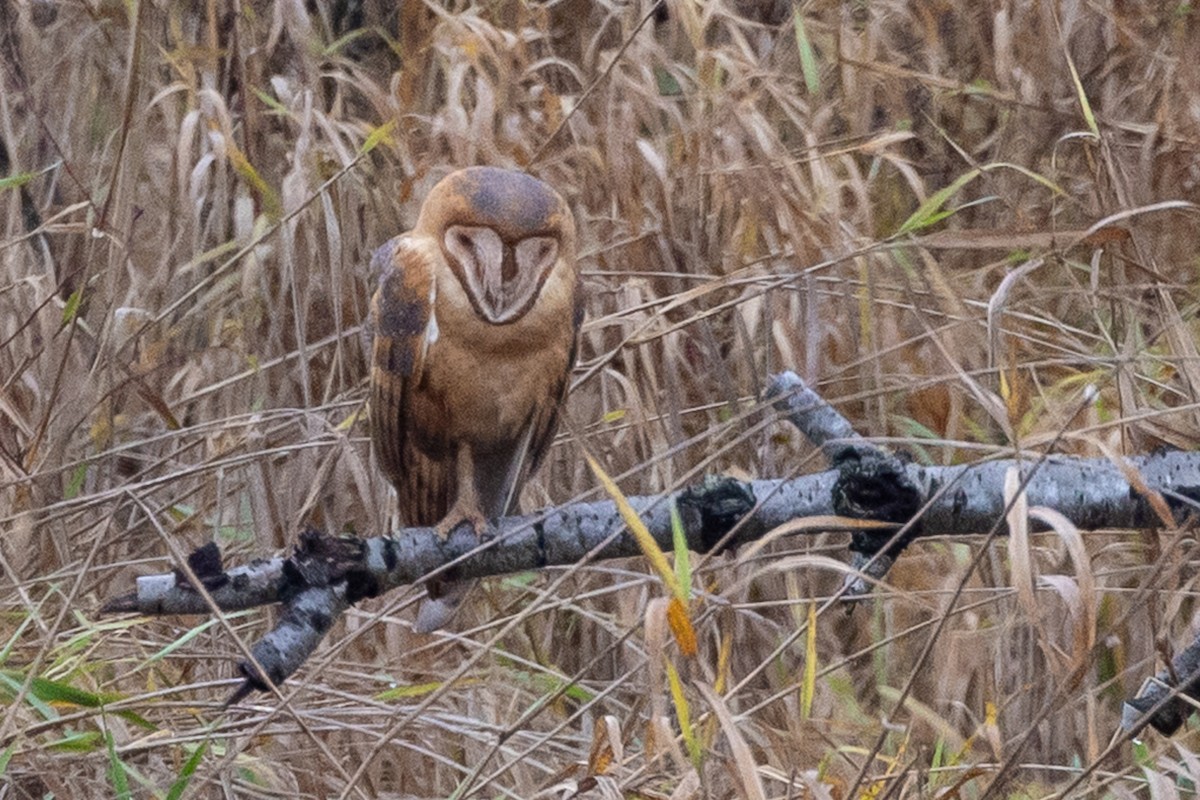 American Barn Owl - ML645368734