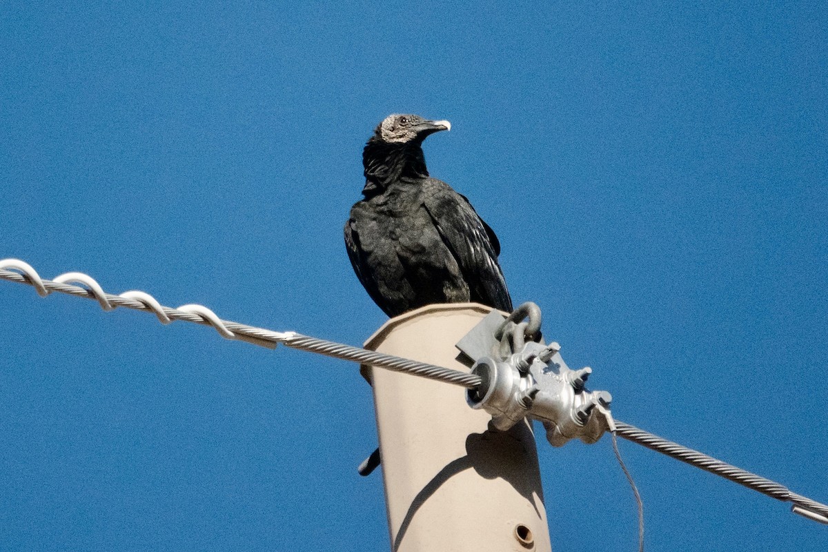 Катарта чорна - ML645368737